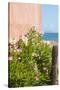 Mexico, Baja California Sur. Loreto Bay. Cactus, flowering plants.-Trish Drury-Stretched Canvas