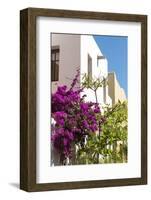 Mexico, Baja California Sur, Loreto. Colorful display of bougainvillea-Trish Drury-Framed Photographic Print