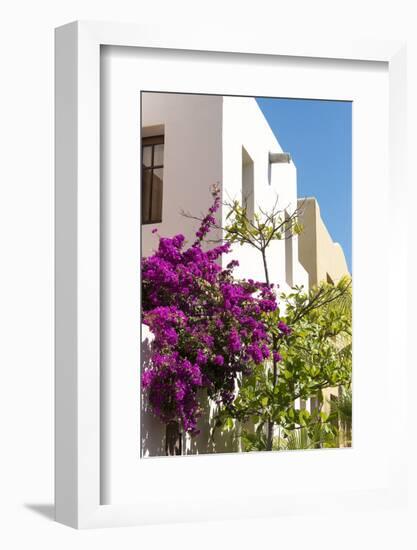 Mexico, Baja California Sur, Loreto. Colorful display of bougainvillea-Trish Drury-Framed Photographic Print