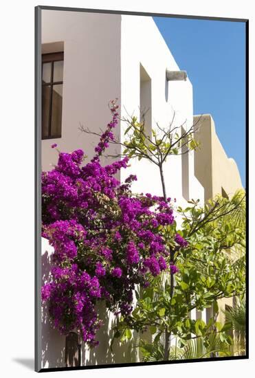 Mexico, Baja California Sur, Loreto. Colorful display of bougainvillea-Trish Drury-Mounted Photographic Print