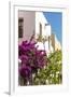 Mexico, Baja California Sur, Loreto. Colorful display of bougainvillea-Trish Drury-Framed Premium Photographic Print