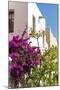 Mexico, Baja California Sur, Loreto. Colorful display of bougainvillea-Trish Drury-Mounted Premium Photographic Print