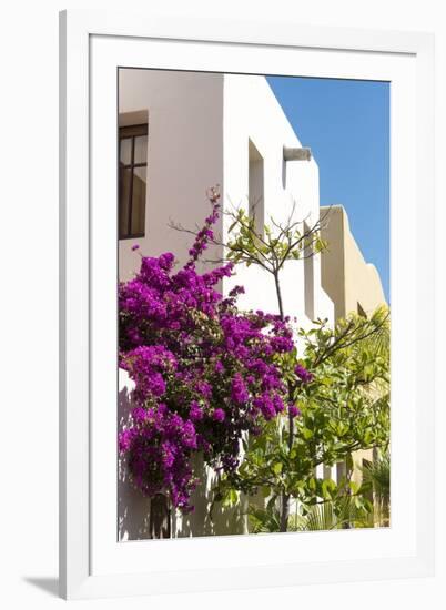 Mexico, Baja California Sur, Loreto. Colorful display of bougainvillea-Trish Drury-Framed Photographic Print