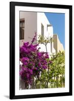 Mexico, Baja California Sur, Loreto. Colorful display of bougainvillea-Trish Drury-Framed Photographic Print