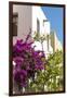 Mexico, Baja California Sur, Loreto. Colorful display of bougainvillea-Trish Drury-Framed Photographic Print