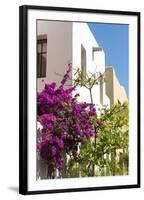 Mexico, Baja California Sur, Loreto. Colorful display of bougainvillea-Trish Drury-Framed Photographic Print