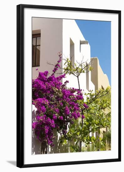 Mexico, Baja California Sur, Loreto. Colorful display of bougainvillea-Trish Drury-Framed Photographic Print