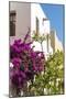 Mexico, Baja California Sur, Loreto. Colorful display of bougainvillea-Trish Drury-Mounted Photographic Print