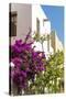 Mexico, Baja California Sur, Loreto. Colorful display of bougainvillea-Trish Drury-Stretched Canvas