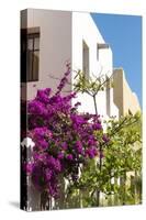 Mexico, Baja California Sur, Loreto. Colorful display of bougainvillea-Trish Drury-Stretched Canvas