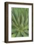 Mexico, Baja California Sur, San Jose del Cabo, Agave (Agave Macroacantha)-Rob Tilley-Framed Photographic Print