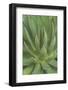 Mexico, Baja California Sur, San Jose del Cabo, Agave (Agave Macroacantha)-Rob Tilley-Framed Photographic Print