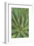 Mexico, Baja California Sur, San Jose del Cabo, Agave (Agave Macroacantha)-Rob Tilley-Framed Photographic Print