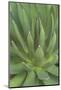 Mexico, Baja California Sur, San Jose del Cabo, Agave (Agave Macroacantha)-Rob Tilley-Mounted Photographic Print