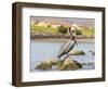 Mexico, Baja California Sur, Sea of Cortez, Loreto Bay. Brown Pelican on rock-Trish Drury-Framed Photographic Print