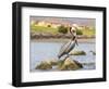 Mexico, Baja California Sur, Sea of Cortez, Loreto Bay. Brown Pelican on rock-Trish Drury-Framed Photographic Print