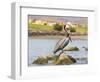 Mexico, Baja California Sur, Sea of Cortez, Loreto Bay. Brown Pelican on rock-Trish Drury-Framed Photographic Print