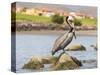 Mexico, Baja California Sur, Sea of Cortez, Loreto Bay. Brown Pelican on rock-Trish Drury-Stretched Canvas