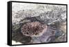 Mexico, Baja California Sur, Sea of Cortez. Sea urchin clings to underside of rock-Trish Drury-Framed Stretched Canvas