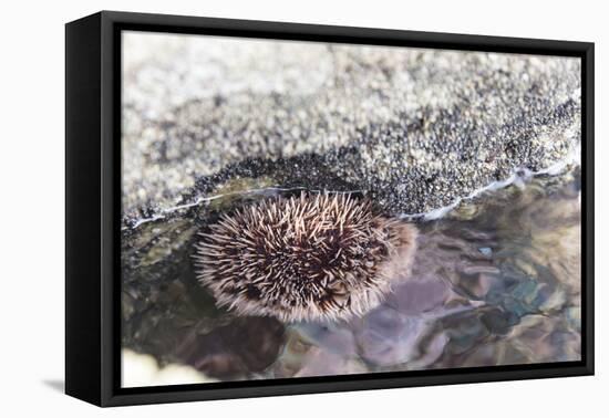 Mexico, Baja California Sur, Sea of Cortez. Sea urchin clings to underside of rock-Trish Drury-Framed Stretched Canvas