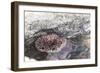 Mexico, Baja California Sur, Sea of Cortez. Sea urchin clings to underside of rock-Trish Drury-Framed Photographic Print