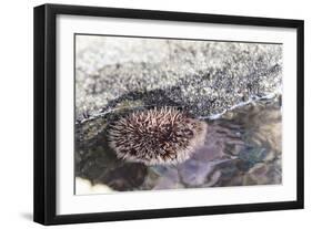 Mexico, Baja California Sur, Sea of Cortez. Sea urchin clings to underside of rock-Trish Drury-Framed Photographic Print