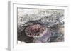 Mexico, Baja California Sur, Sea of Cortez. Sea urchin clings to underside of rock-Trish Drury-Framed Photographic Print