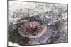 Mexico, Baja California Sur, Sea of Cortez. Sea urchin clings to underside of rock-Trish Drury-Mounted Photographic Print