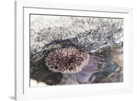 Mexico, Baja California Sur, Sea of Cortez. Sea urchin clings to underside of rock-Trish Drury-Framed Photographic Print