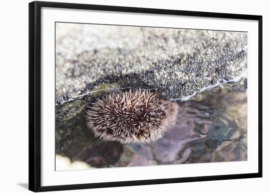 Mexico, Baja California Sur, Sea of Cortez. Sea urchin clings to underside of rock-Trish Drury-Framed Photographic Print