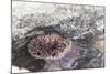 Mexico, Baja California Sur, Sea of Cortez. Sea urchin clings to underside of rock-Trish Drury-Mounted Photographic Print