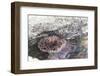 Mexico, Baja California Sur, Sea of Cortez. Sea urchin clings to underside of rock-Trish Drury-Framed Premium Photographic Print