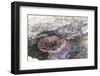 Mexico, Baja California Sur, Sea of Cortez. Sea urchin clings to underside of rock-Trish Drury-Framed Premium Photographic Print