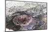 Mexico, Baja California Sur, Sea of Cortez. Sea urchin clings to underside of rock-Trish Drury-Mounted Premium Photographic Print
