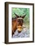 Mexico, Baja California Sur, Sierra de San Francisco. Mule with a traditional bridle.-Fredrik Norrsell-Framed Photographic Print