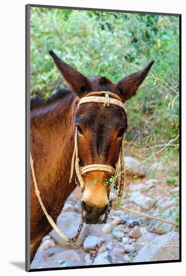 Mexico, Baja California Sur, Sierra de San Francisco. Mule with a traditional bridle.-Fredrik Norrsell-Mounted Photographic Print