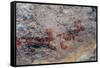 Mexico, Baja California Sur, Sierra de San Francisco. Pictographs on rock wall near Rancho Naranja.-Fredrik Norrsell-Framed Stretched Canvas