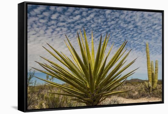 Mexico, Baja California. Yucca and Cardon Cactus with Clouds in the Desert of Baja-Judith Zimmerman-Framed Stretched Canvas
