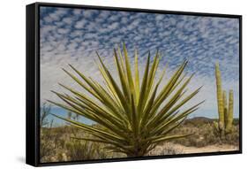 Mexico, Baja California. Yucca and Cardon Cactus with Clouds in the Desert of Baja-Judith Zimmerman-Framed Stretched Canvas