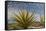 Mexico, Baja California. Yucca and Cardon Cactus with Clouds in the Desert of Baja-Judith Zimmerman-Framed Stretched Canvas