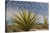 Mexico, Baja California. Yucca and Cardon Cactus with Clouds in the Desert of Baja-Judith Zimmerman-Stretched Canvas