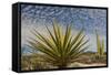 Mexico, Baja California. Yucca and Cardon Cactus with Clouds in the Desert of Baja-Judith Zimmerman-Framed Stretched Canvas