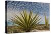 Mexico, Baja California. Yucca and Cardon Cactus with Clouds in the Desert of Baja-Judith Zimmerman-Stretched Canvas