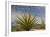 Mexico, Baja California. Yucca and Cardon Cactus with Clouds in the Desert of Baja-Judith Zimmerman-Framed Photographic Print