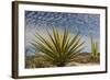 Mexico, Baja California. Yucca and Cardon Cactus with Clouds in the Desert of Baja-Judith Zimmerman-Framed Photographic Print