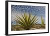 Mexico, Baja California. Yucca and Cardon Cactus with Clouds in the Desert of Baja-Judith Zimmerman-Framed Photographic Print