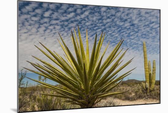 Mexico, Baja California. Yucca and Cardon Cactus with Clouds in the Desert of Baja-Judith Zimmerman-Mounted Photographic Print