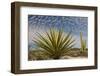 Mexico, Baja California. Yucca and Cardon Cactus with Clouds in the Desert of Baja-Judith Zimmerman-Framed Photographic Print