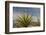 Mexico, Baja California. Yucca and Cardon Cactus with Clouds in the Desert of Baja-Judith Zimmerman-Framed Photographic Print