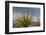 Mexico, Baja California. Yucca and Cardon Cactus with Clouds in the Desert of Baja-Judith Zimmerman-Framed Photographic Print